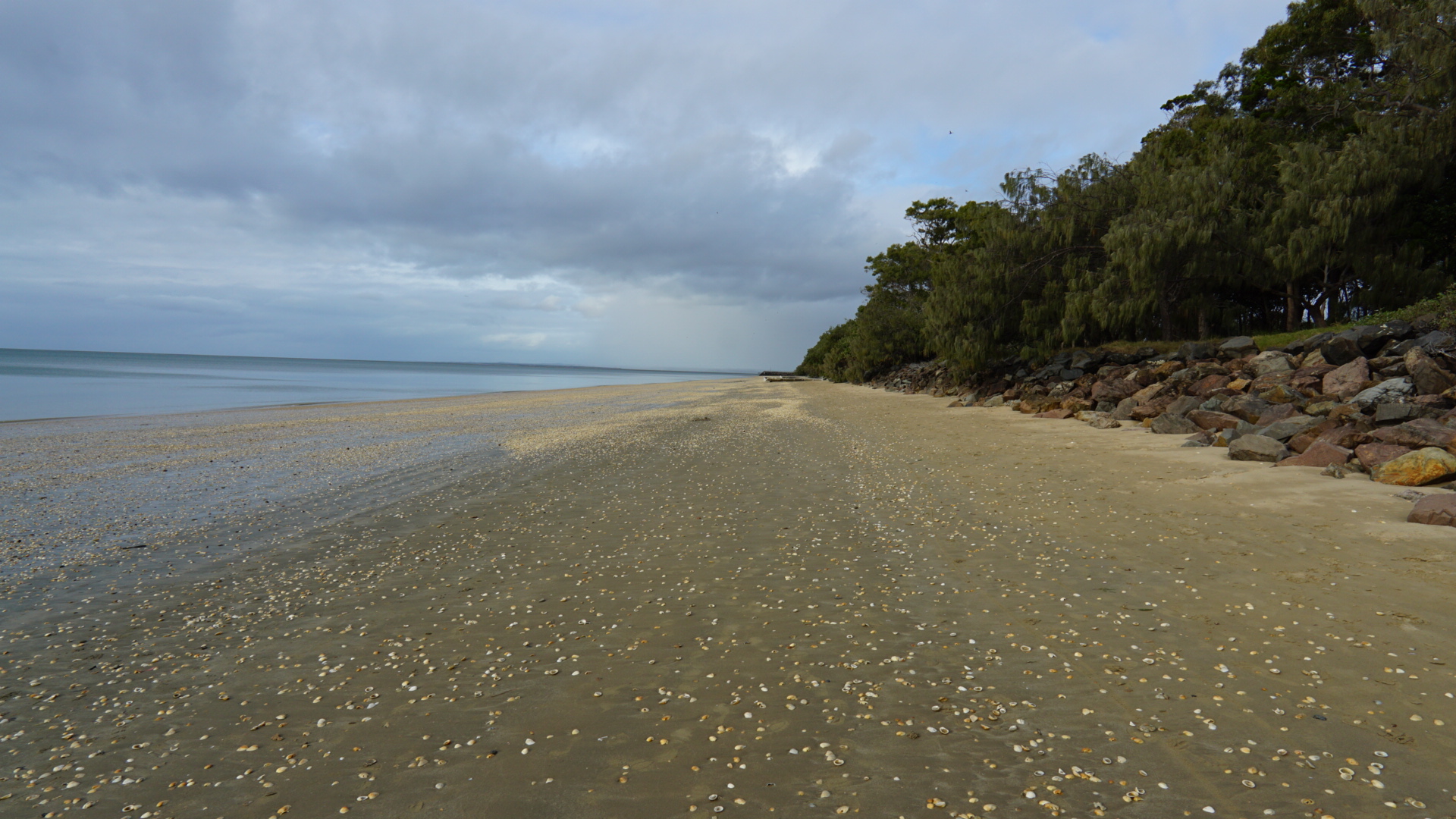 Ein Strand voller Muscheln