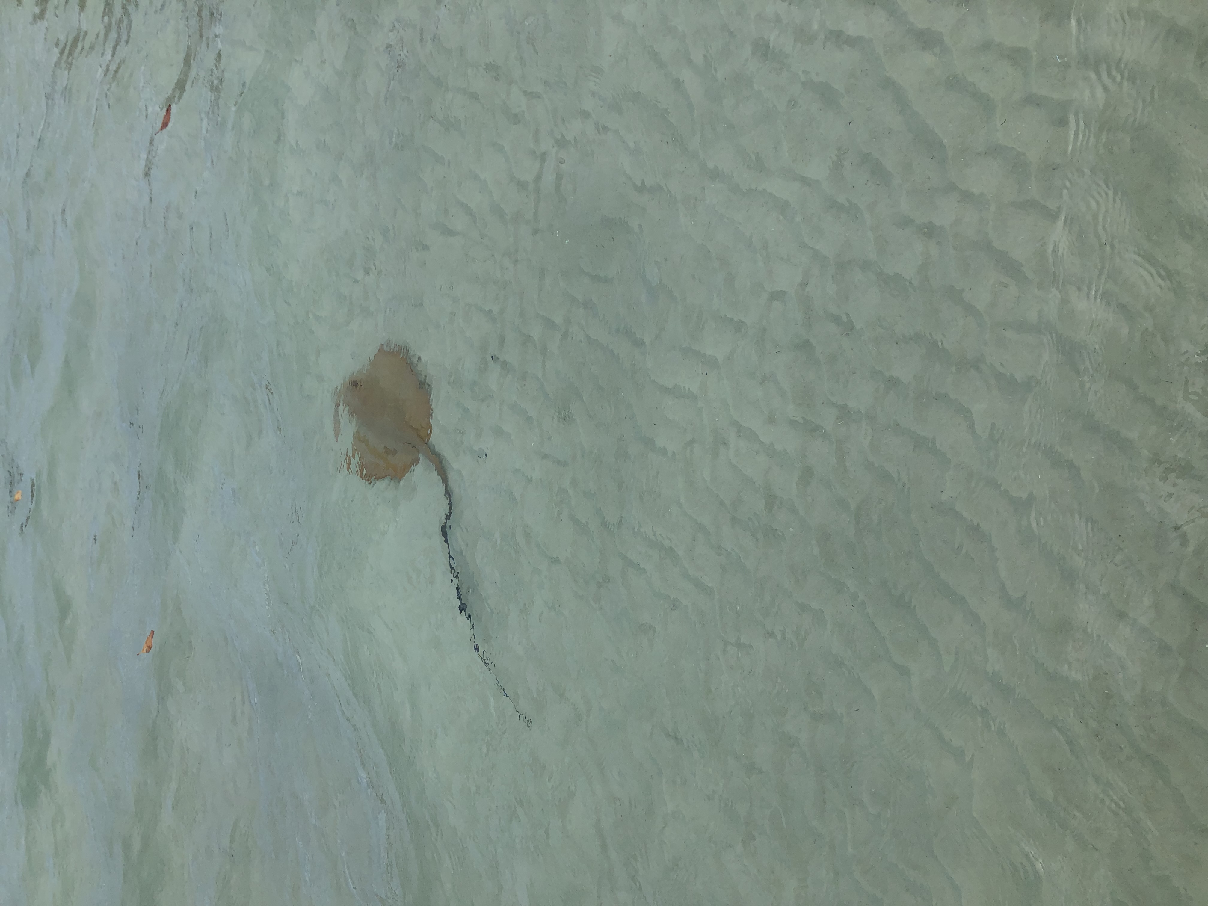 Stringray in the wild